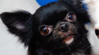 真っ黒チワワちゃんの里親募集♪ - 戸塚安行、東川口の猫カフェと